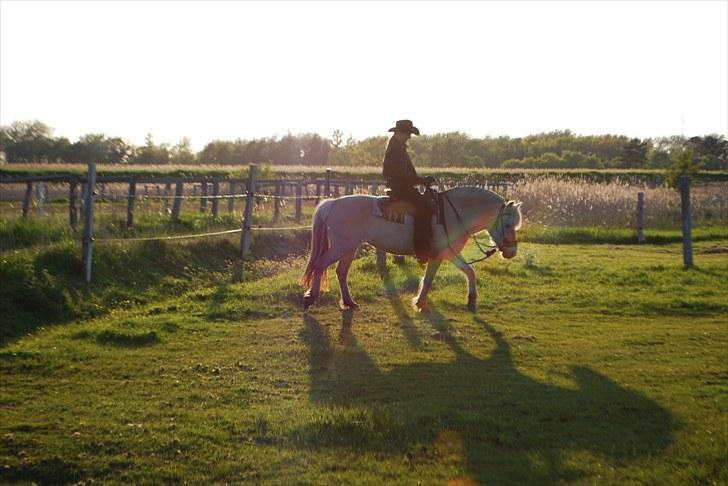 Fjordhest Klithusets Musse  - Min Musse <3 billede 5