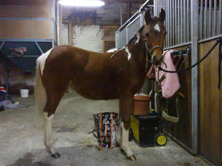 Pinto Spirits Liberty "Følle" billede 17