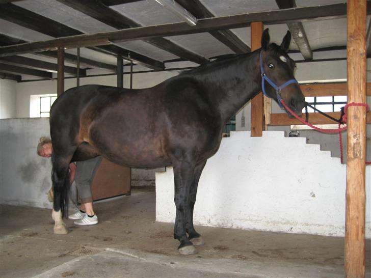 Oldenborg Lillegårdens Lea  ol 579 billede 14