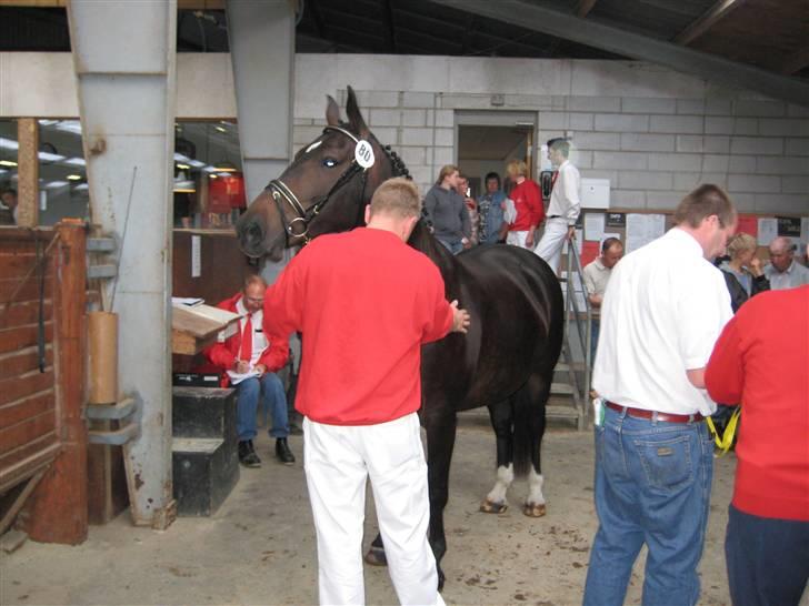 Oldenborg Lillegårdens Lea  ol 579 billede 16
