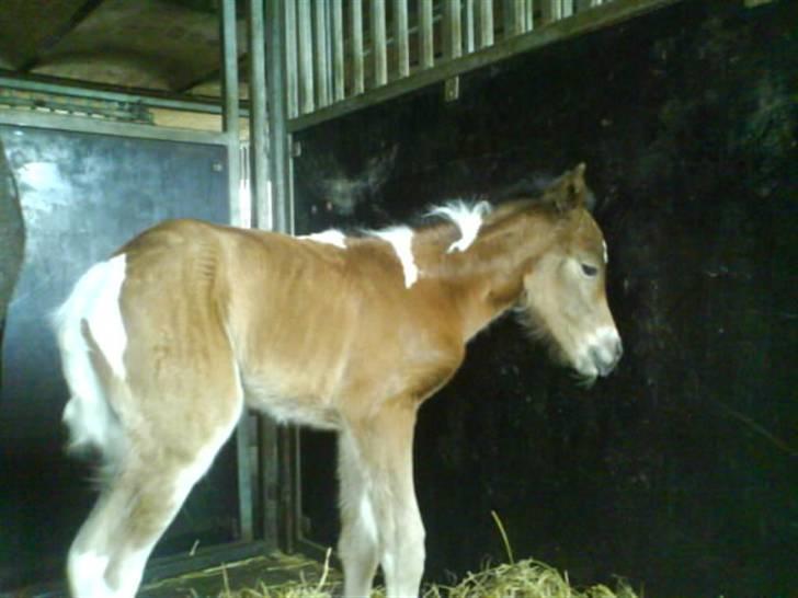 Pinto Spirits Liberty "Følle" billede 19