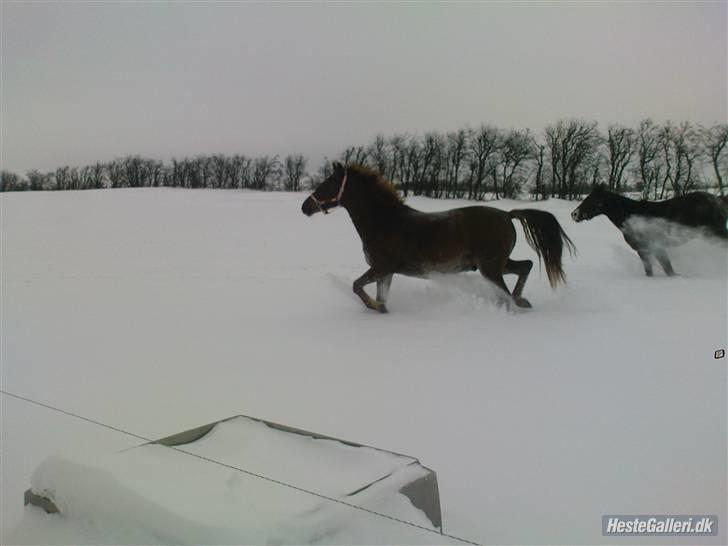 Anden særlig race Starlight - red - Den dejlige dreng i sneen, hos sin ejer :) Jeg savner dig! <3 Foto: lånt af hans ejer, Trine :) billede 19