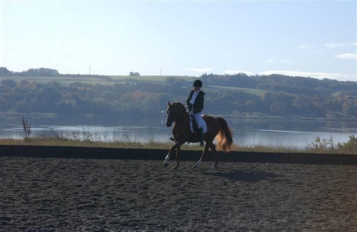 DSP Doran A-pony - Årslevgården billede 10