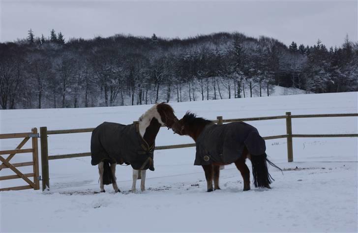 Pinto Celina A-pony  - Celina og Silas kysser i sneen december 2009 billede 19