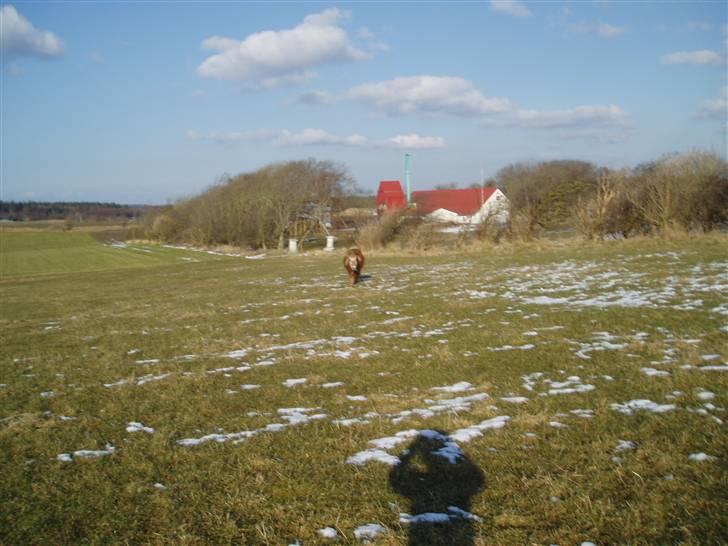 Shetlænder Smiliy (død) - welkommen til smiliy´s profil<33 billede 1