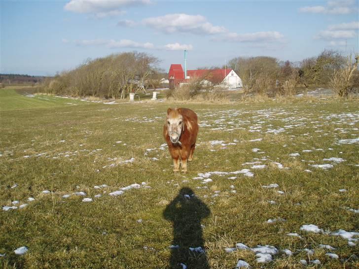 Shetlænder Smiliy (død) - på fold <33 billede 2