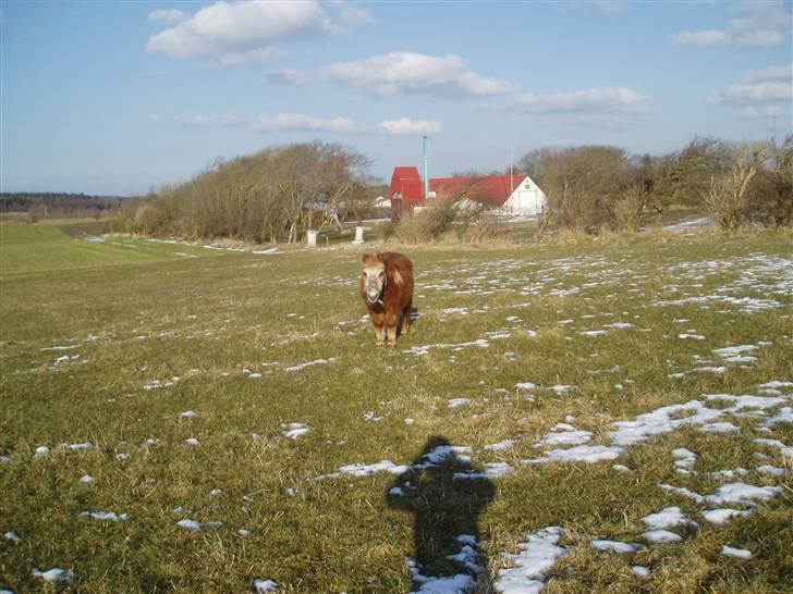 Shetlænder Smiliy (død) - Savner dig!! billede 3