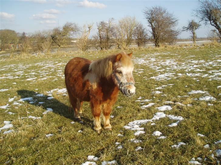 Shetlænder Smiliy (død) - det beste billede<33 billede 4