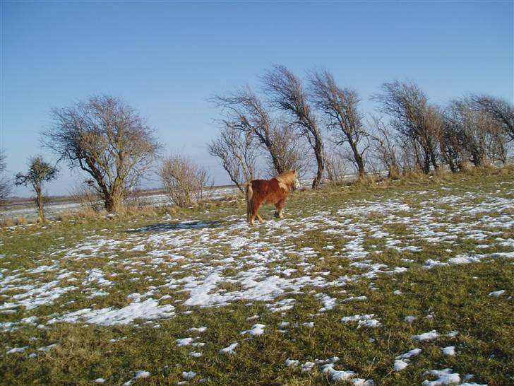 Shetlænder Smiliy (død) - har desvær ikke så mange fleer :D <3 billede 5