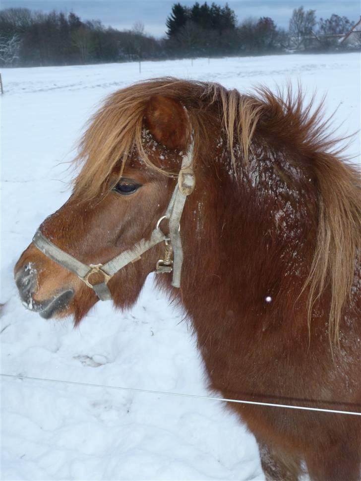 Shetlænder Samson - I sneen, dec 09. Samson 4 år. billede 9