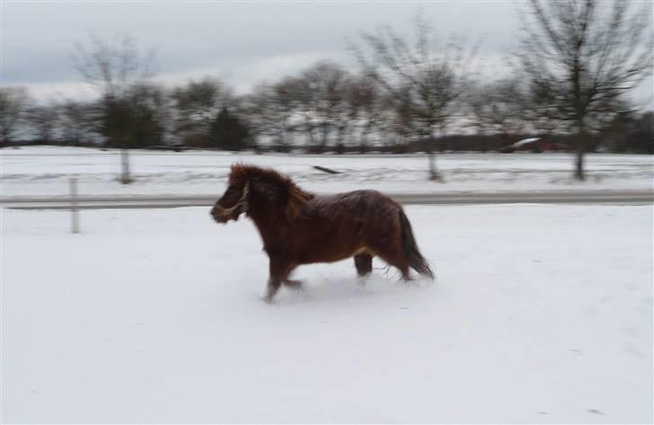 Shetlænder Samson - Samson leger i sneen, dec 09. billede 10