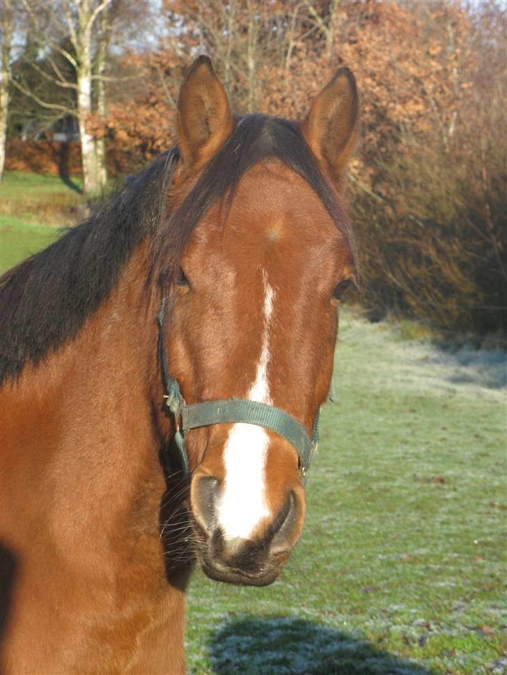 DSP Shivas billede 10