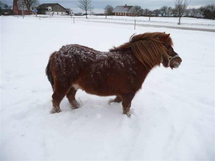 Shetlænder Samson billede 11