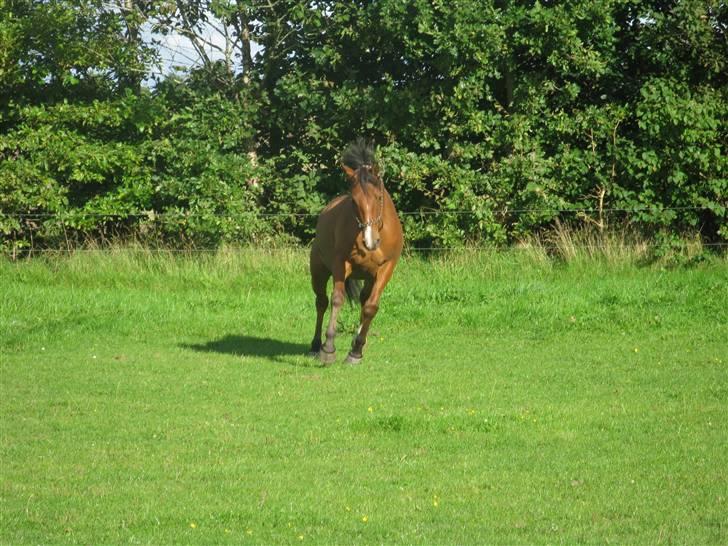 DSP Shivas billede 13