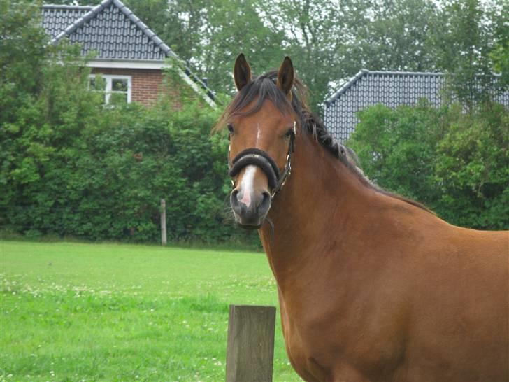 DSP Shivas billede 14