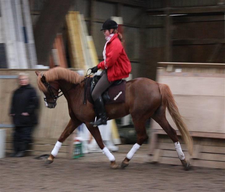 Palomino Klepholms Victoria RIP - Victoria Fotograf; JMP© billede 2