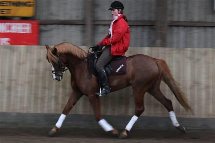 Palomino Klepholms Victoria RIP - Victoria Fotograf; JMP© billede 3