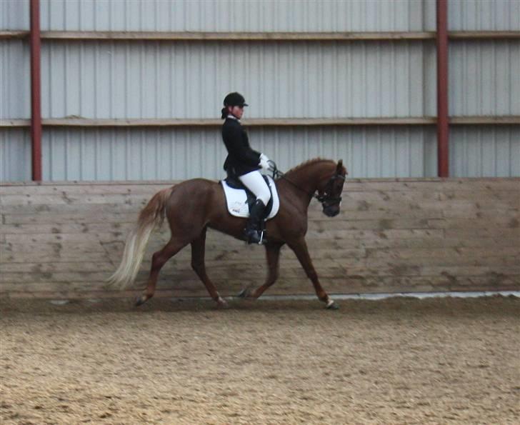 Palomino Klepholms Victoria RIP - Victoria Fotograf; JMP© billede 4