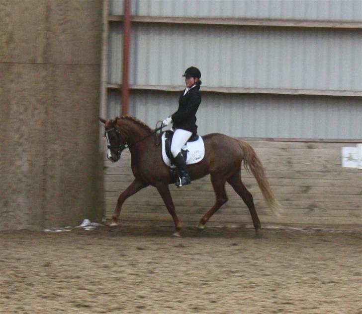 Palomino Klepholms Victoria RIP - Victoria Fotograf; JMP© billede 5