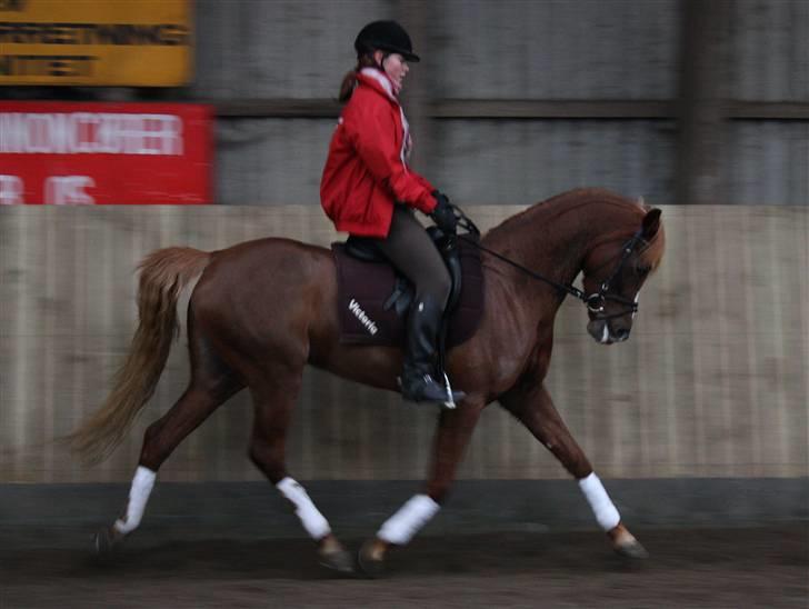 Palomino Klepholms Victoria RIP - Victoria Fotograf; JMP© billede 6