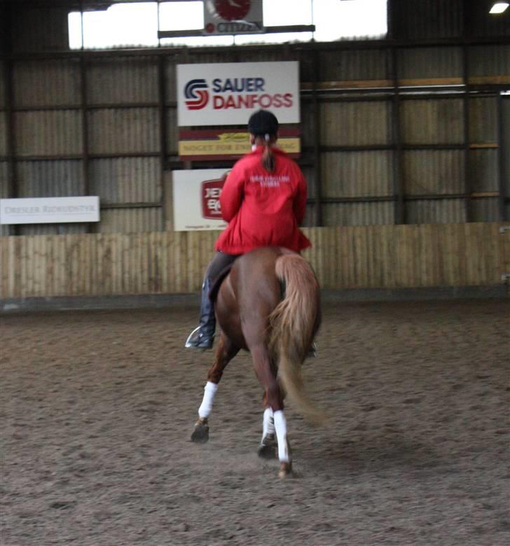 Palomino Klepholms Victoria RIP - Victoria Fotograf; JMP© billede 7