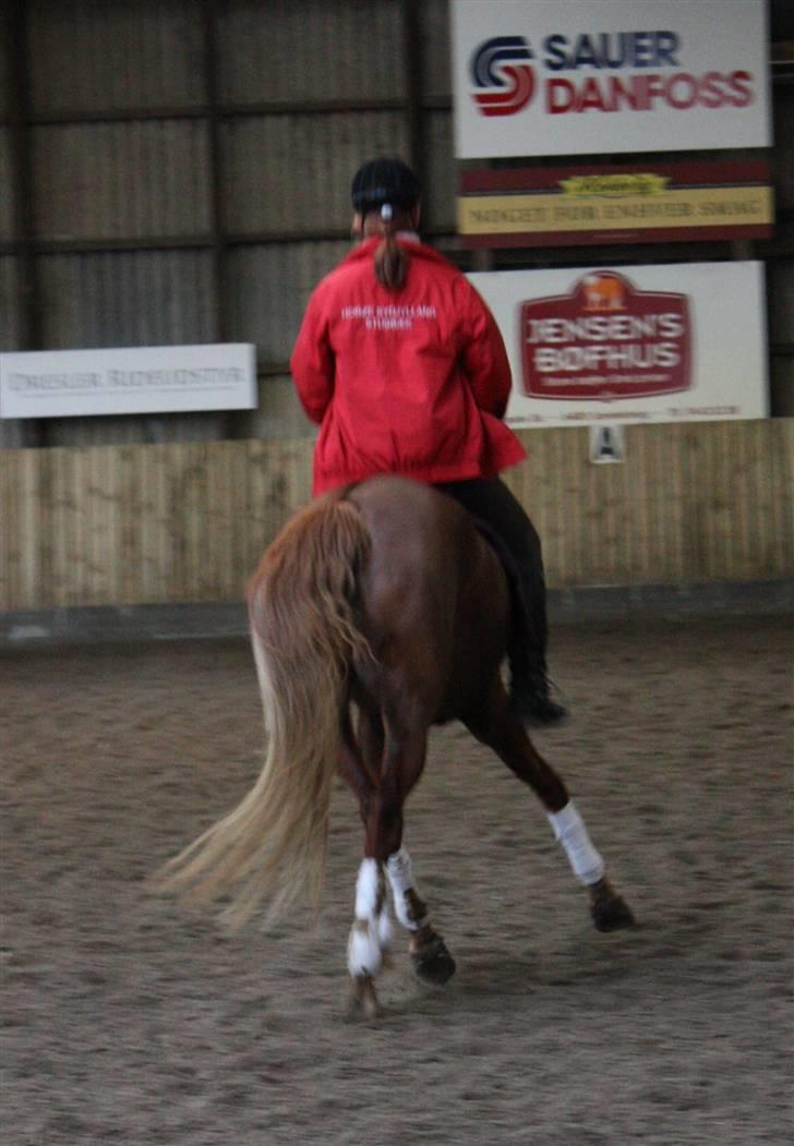 Palomino Klepholms Victoria RIP - Victoria Fotograf; JMP© billede 8