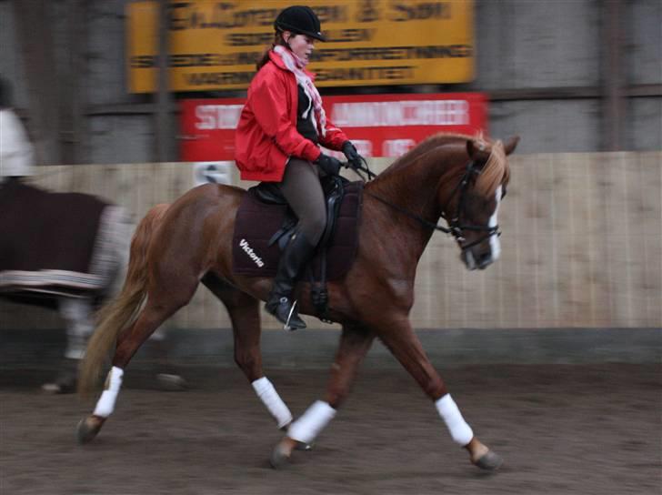 Palomino Klepholms Victoria RIP - Victoria i en travversade Fotograf; JMP© billede 9