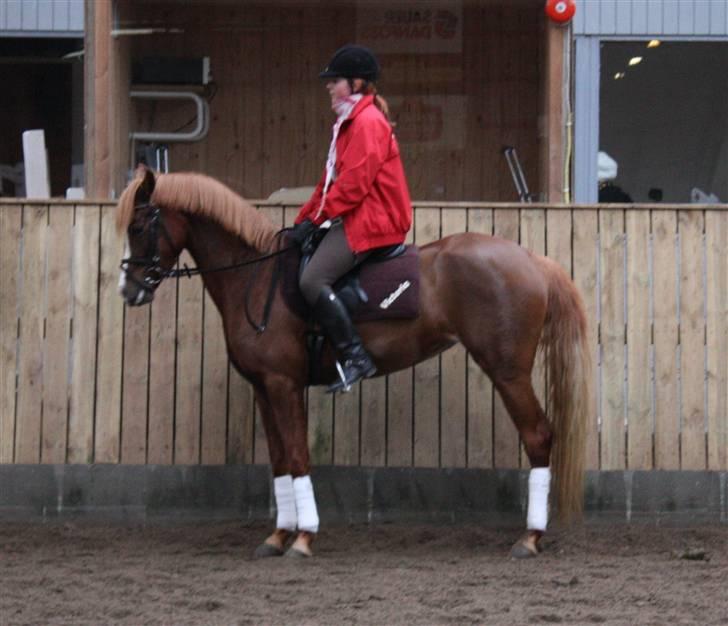 Palomino Klepholms Victoria RIP - Victoria Fotograf; JMP© billede 10