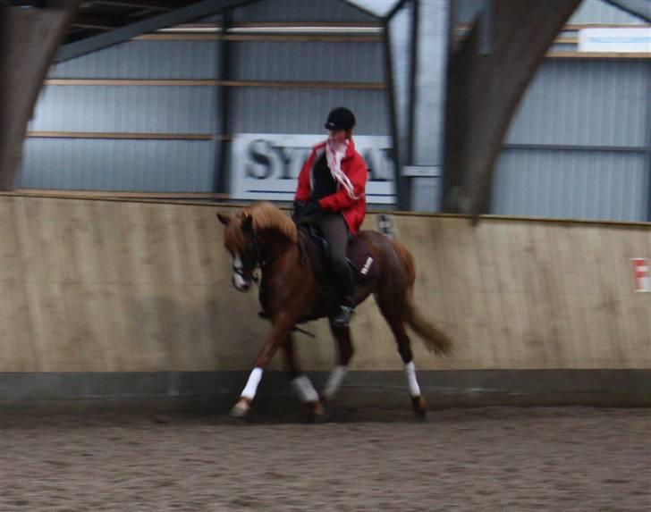 Palomino Klepholms Victoria RIP - Victoria Fotograf; JMP© billede 11