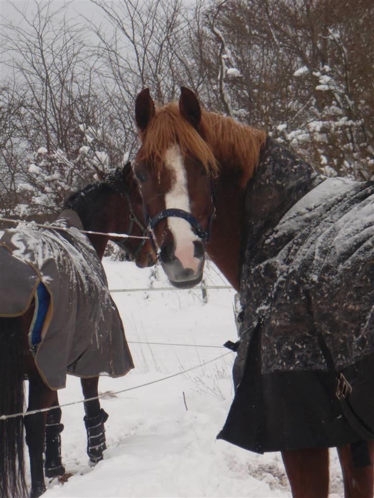 Palomino Klepholms Victoria RIP - Victoria billede 12