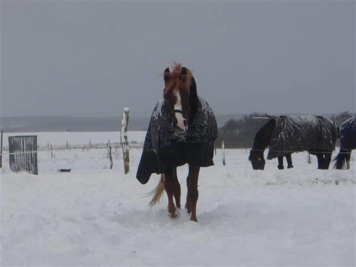 Palomino Klepholms Victoria RIP - Victoria billede 13