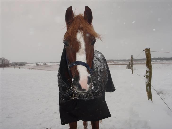 Palomino Klepholms Victoria RIP - Victoria billede 14