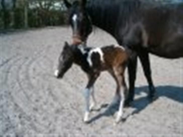 Amerikansk Paint Pony Expensive Spot - Dyrebar plet - Expensive som føl  billede 11