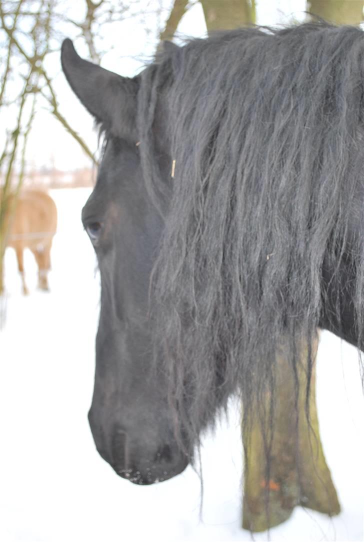 Frieser IZZI billede 7