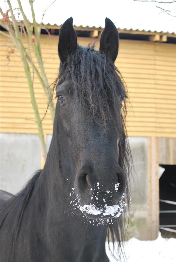 Frieser IZZI billede 8