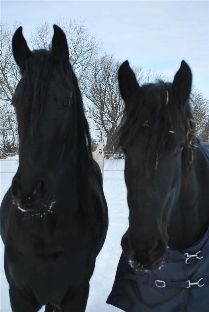 Frieser IZZI billede 9