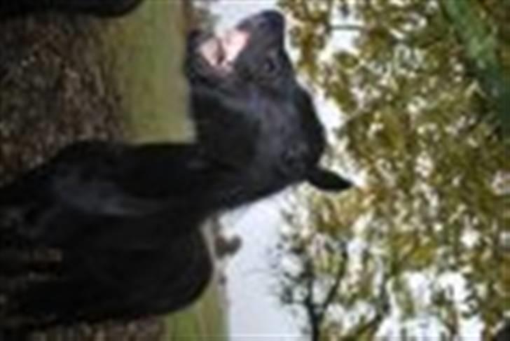 Frieser IZZI billede 11
