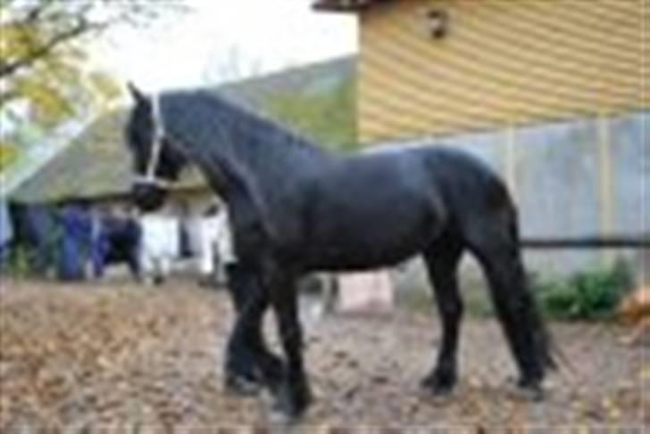 Frieser IZZI billede 12