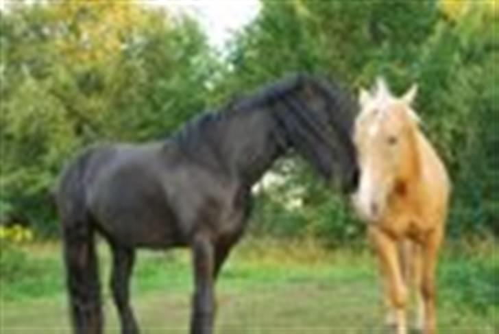 Frieser IZZI billede 14