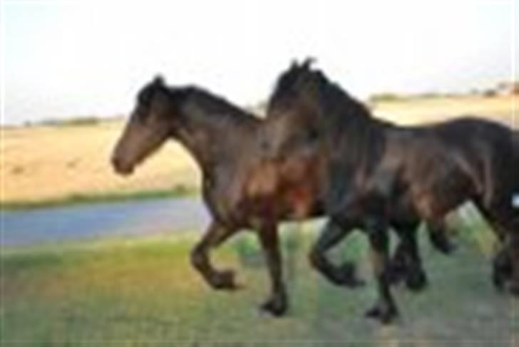 Frieser IZZI billede 15