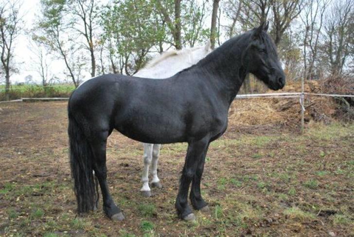 Frieser IZZI billede 16