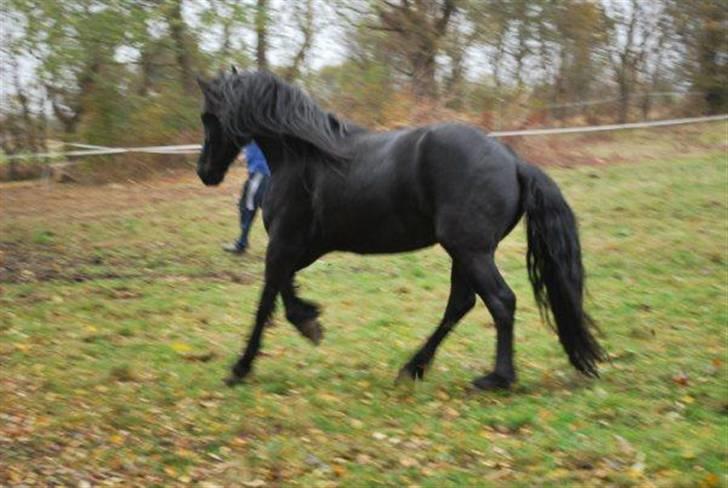 Frieser IZZI billede 17
