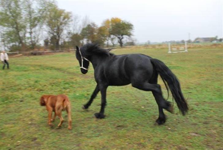 Frieser IZZI billede 18