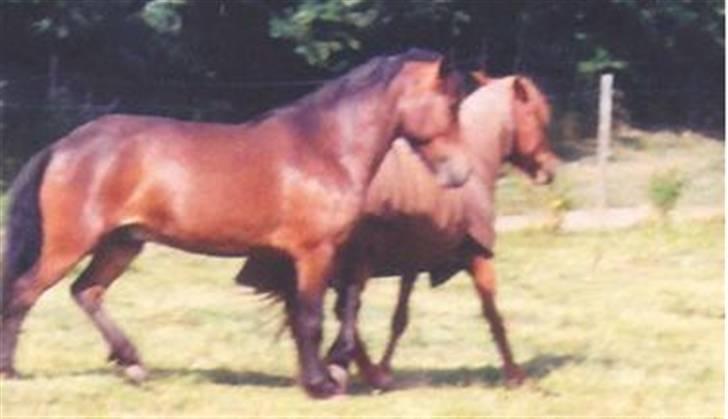Islænder Skörungur f. lille nørregård[himmelhest] billede 9