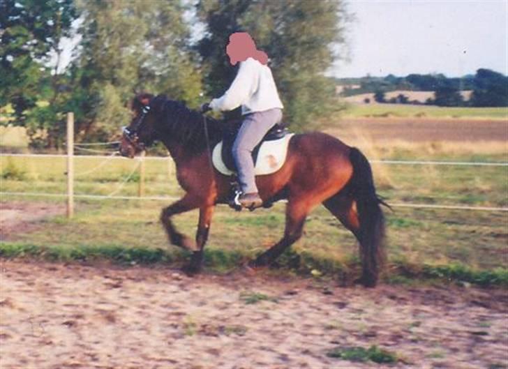 Islænder Skörungur f. lille nørregård[himmelhest] billede 10