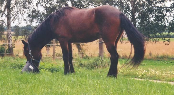 Islænder Skörungur f. lille nørregård[himmelhest] billede 11