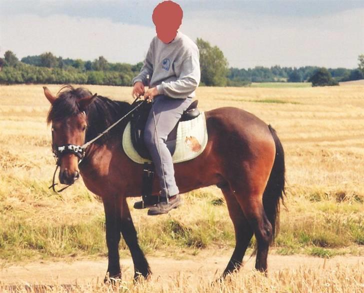 Islænder Skörungur f. lille nørregård[himmelhest] billede 12