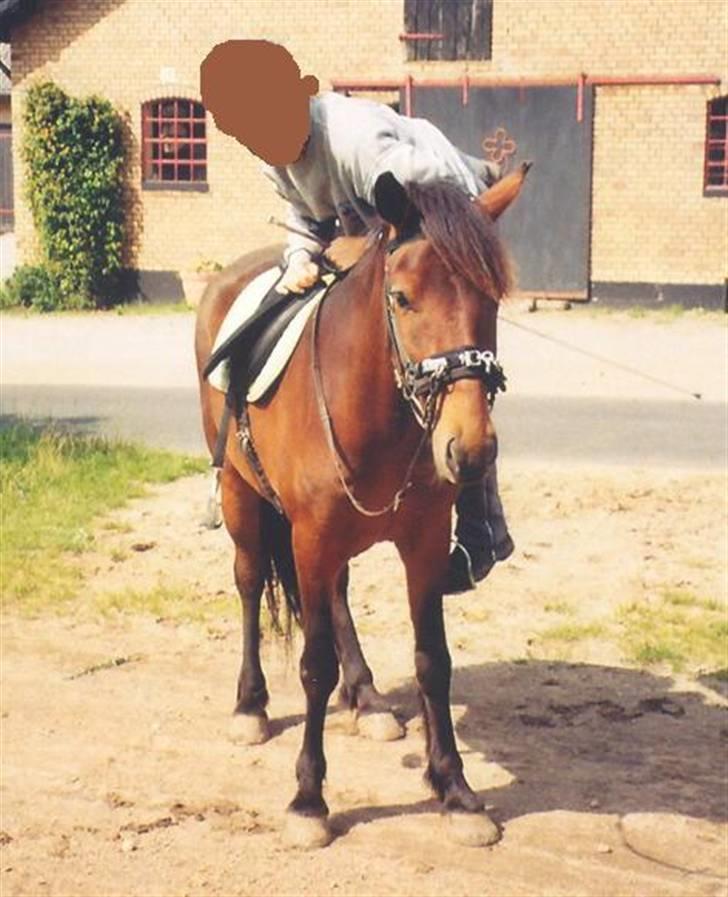 Islænder Skörungur f. lille nørregård[himmelhest] billede 13