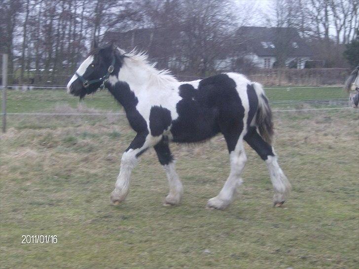 Irish Cob Bakkegårdens Shakira - afkom 2010, Sir Balder billede 19