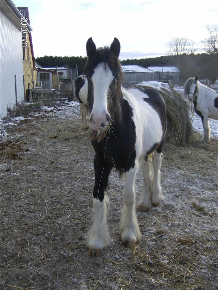 Irish Cob Bakkegårdens Shakira - afkom 2009, Bakkegårdens rosa billede 20
